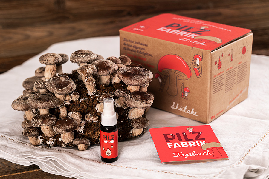 Pilzfabrik: Zuhause selber Shiitake-Pilze züchten
