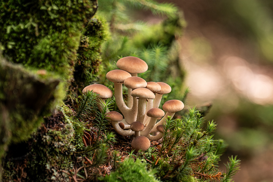 Workshop 2 – Sinnliche Pilzreise