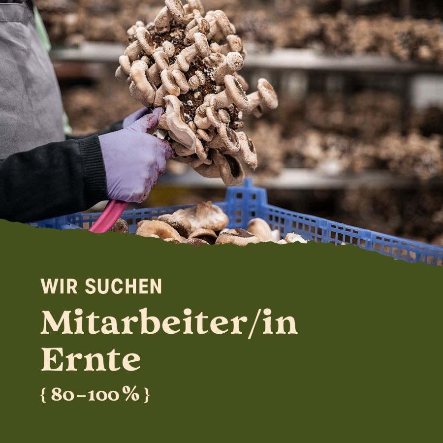 Offene Stelle: Mitarbeiter/in Pilz Ernte
